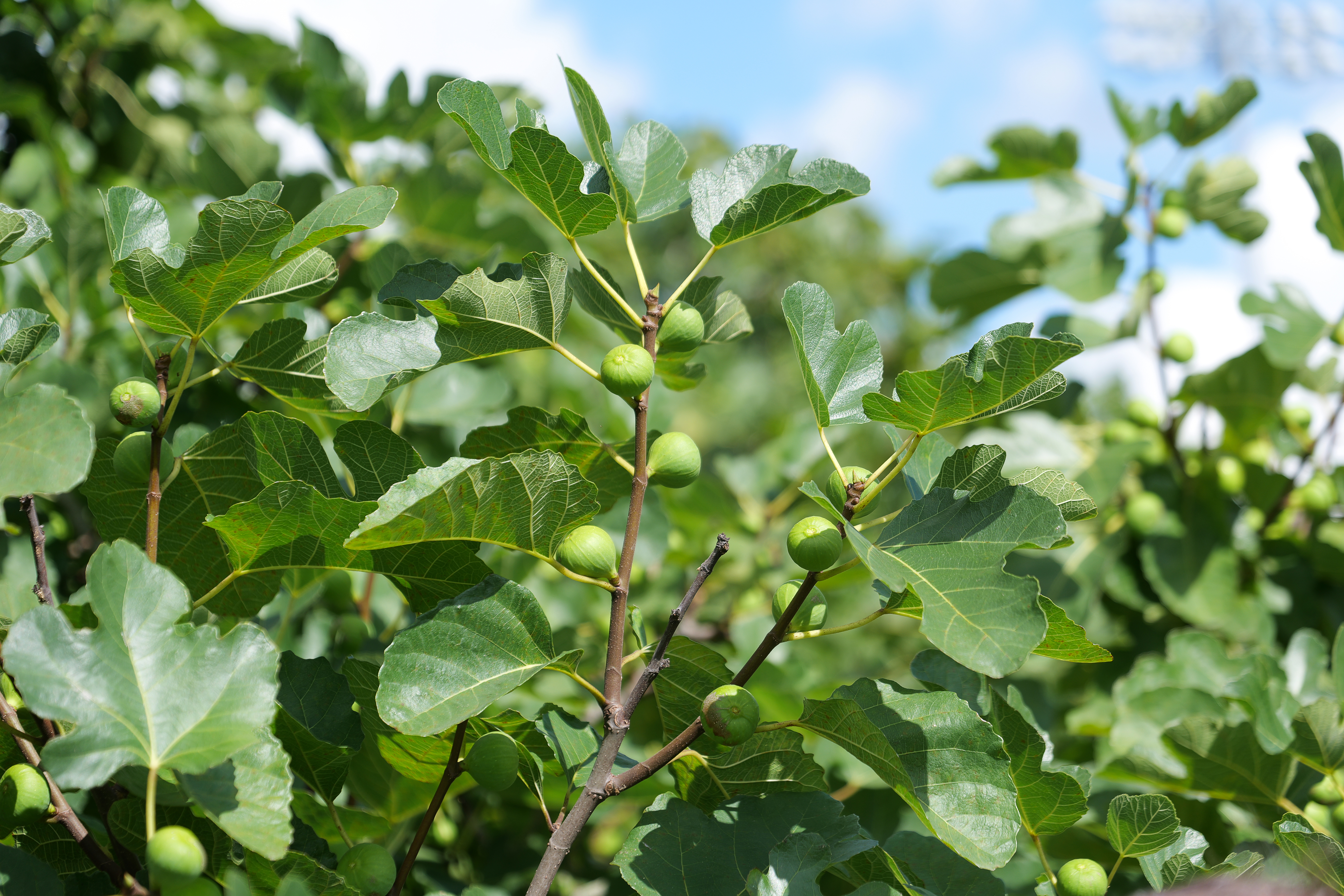 It’s almost time to harvest figs